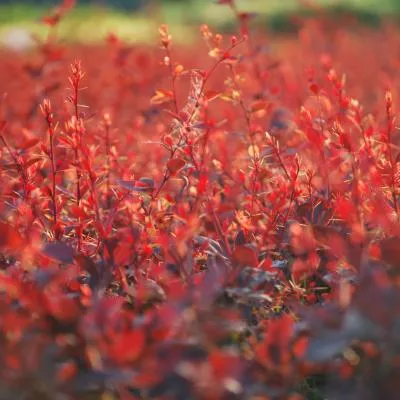 Berberis thunbergii Dart's Red Lady seedling