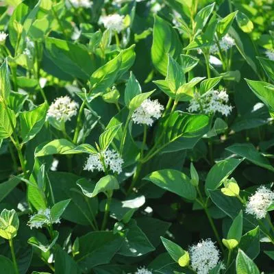 Cornus sericea Flaviramea seedling