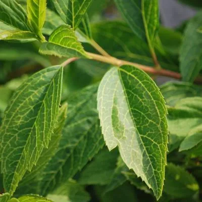 Forsythia viridissima Kumson seedling