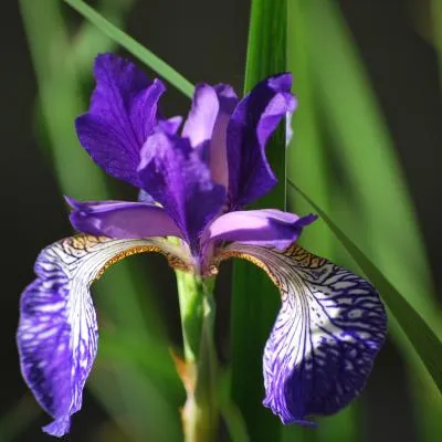 Siberian iris seedling